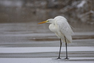 Great White Egret (Egretta alba) Germany