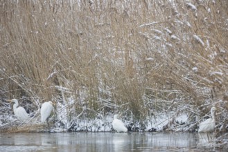 Great White Egret (Egretta alba) Germany