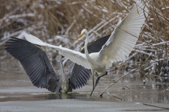 Great White Egret (Egretta alba) and Grey Heron (Ardea cinerea) Germany