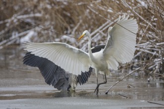 Great White Egret (Egretta alba) and Grey Heron (Ardea cinerea) Germany