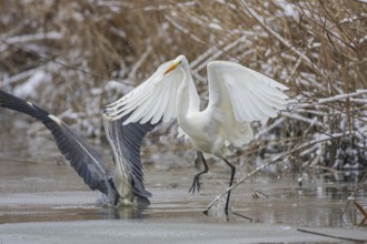 Great White Egret (Egretta alba) and Grey Heron (Ardea cinerea) Germany