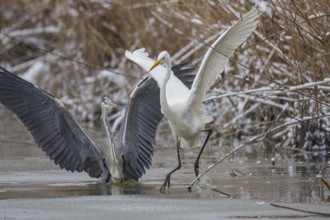 Great White Egret (Egretta alba) and Grey Heron (Ardea cinerea) Germany