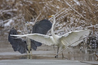 Great White Egret (Egretta alba) and Grey Heron (Ardea cinerea) Germany