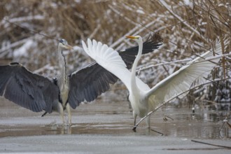 Great White Egret (Egretta alba) and Grey Heron (Ardea cinerea) Germany