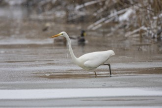 Great White Egret (Egretta alba) Germany