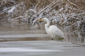 Great White Egret (Egretta alba) Germany
