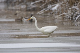 Great White Egret (Egretta alba) Germany