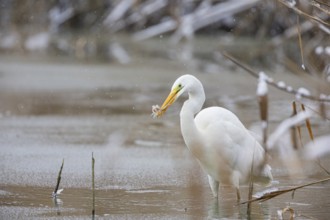 Great White Egret (Egretta alba) Germany