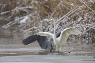 Great White Egret (Egretta alba) and Grey Heron (Ardea cinerea) Germany