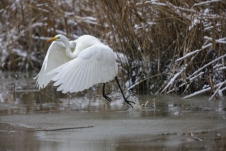 Great White Egret (Egretta alba) Germany