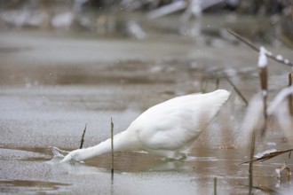 Great White Egret (Egretta alba) Germany