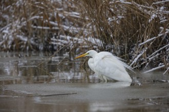 Great White Egret (Egretta alba) Germany