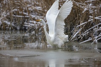 Great White Egret (Egretta alba) Germany