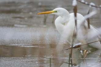 Great White Egret (Egretta alba) Germany