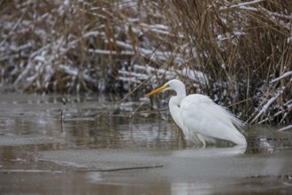 Great White Egret (Egretta alba) Germany