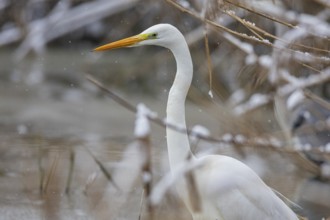 Great White Egret (Egretta alba) Germany