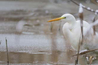 Great White Egret (Egretta alba) Germany