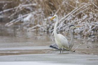 Great White Egret (Egretta alba) and Grey Heron (Ardea cinerea) Germany