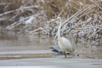 Great White Egret (Egretta alba) and Grey Heron (Ardea cinerea) Germany