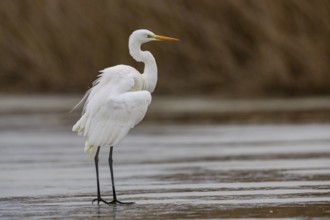 Great White Egret (Egretta alba) Germany