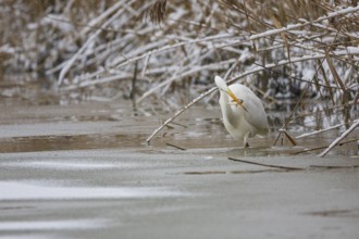 Great White Egret (Egretta alba) Germany