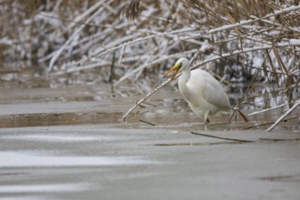 Great White Egret (Egretta alba) Germany