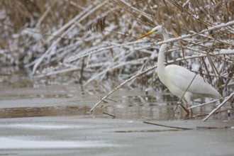 Great White Egret (Egretta alba) Germany