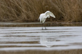 Great White Egret (Egretta alba) Germany