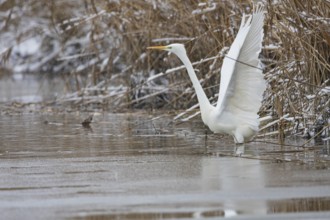 Great White Egret (Egretta alba) Germany