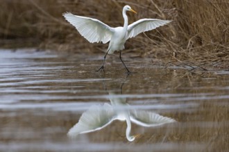 Great White Egret (Egretta alba) Germany