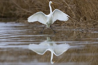 Great White Egret (Egretta alba) Germany