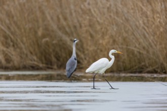 Great White Egret (Egretta alba) and Grey Heron (Ardea cinerea) Germany