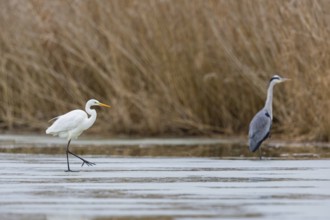 Great White Egret (Egretta alba) and Grey Heron (Ardea cinerea) Germany