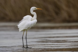 Great White Egret (Egretta alba) Germany