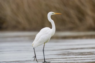 Great White Egret (Egretta alba) Germany