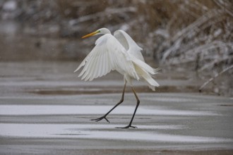Great White Egret (Egretta alba) Germany