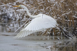 Great White Egret (Egretta alba) Germany