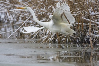 Great White Egret (Egretta alba) Germany