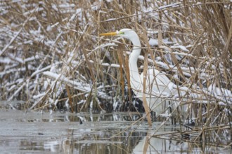 Great White Egret (Egretta alba) Germany