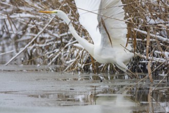 Great White Egret (Egretta alba) Germany