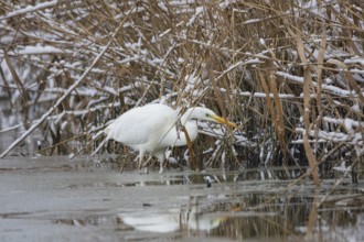 Great White Egret (Egretta alba) Germany