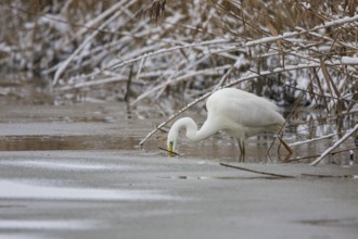 Great White Egret (Egretta alba) Germany