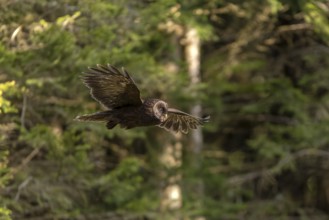 Ural owl (Strix uralensis), melanistic, owl, on branch, Koroska, Slovenia