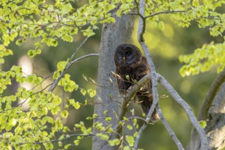 Ural owl (Strix uralensis), melanistic, owl, on branch, Koroska, Slovenia