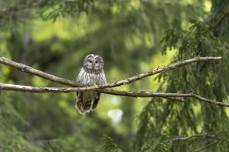Ural owl (Strix uralensis), owl, on a branch, Koroska, Slovenia