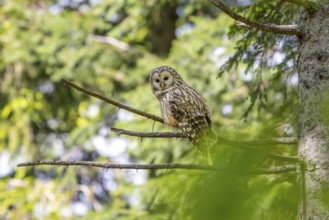 Ural owl (Strix uralensis), owl, on a branch, Koroska, Slovenia