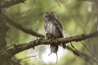 Pygmy Owl (Glaucidium passerinum), owl, with mouse, on branch, Koroska, Slovenia