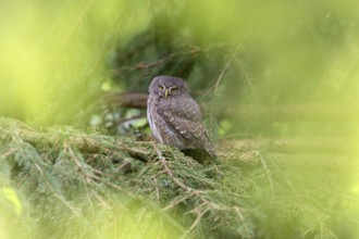 Pygmy Owl (Glaucidium passerinum), owl, on branch, Koroska, Slovenia