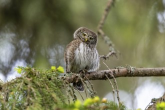 Pygmy Owl (Glaucidium passerinum), owl, on branch, Koroska, Slovenia