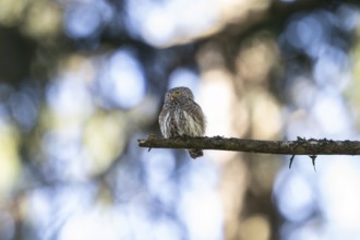 Pygmy Owl (Glaucidium passerinum), owl, on branch, Koroska, Slovenia